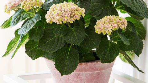 Un mot d’ordre pour le LabCom MATCH : « limiter » les traitements chimiques fongicides et nanisants ainsi que les apports de fertilisants et d’agent bleuissant. © Horteve Breeding 